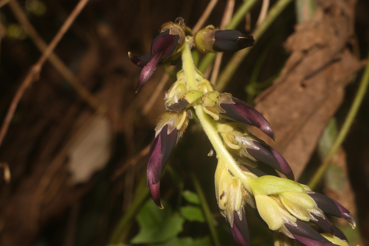 Mucuna bracteata DC. ex Kurz